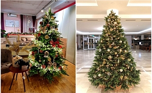 Классические зеленые ели